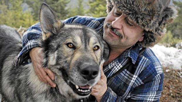Wolf Dog Hybrid Köpek Eğitimi