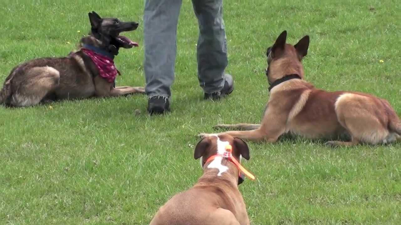 Zeytinburnu Köpek Eğitimi