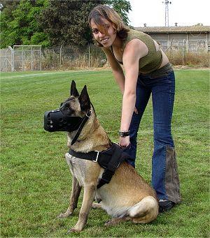 Yorkshire Terrier Köpek Eğitimi