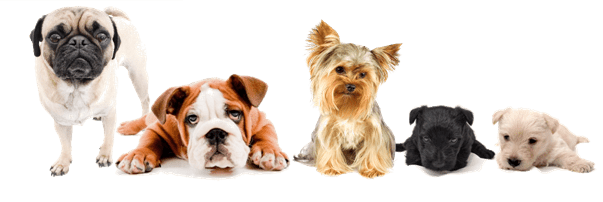 Terrier Airedale Köpek Eğitimi
