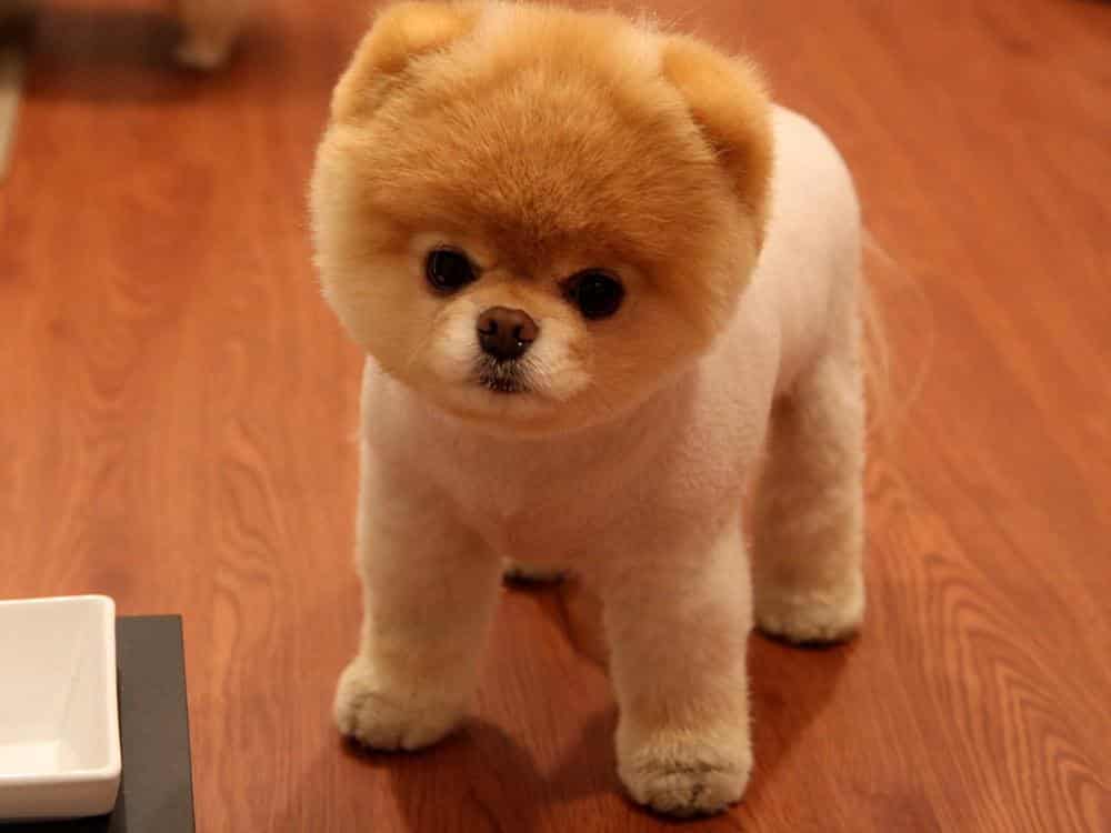 Köpek Eğitimi Pomeranian Boo