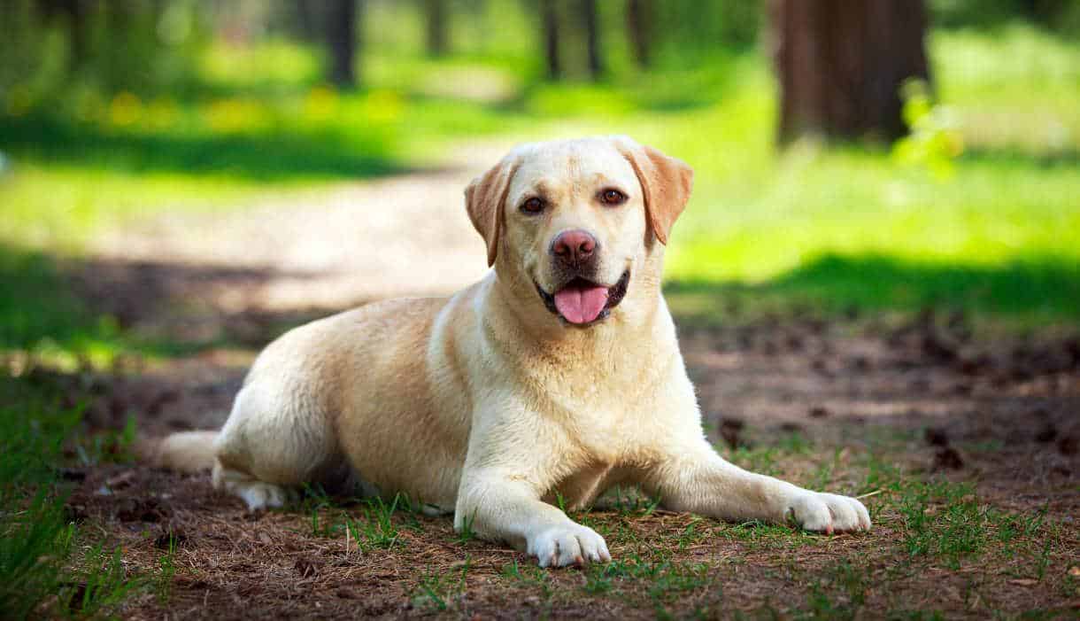 Labrador Köpek Özellikleri