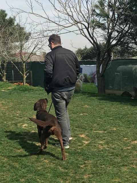 Köpek Eğitimi Bulldog İstanbul