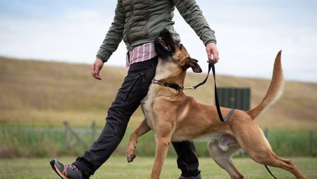 Köpek Koruma Eğitimi: Güvenlik ve İtaat İçin Temel Bilgiler
