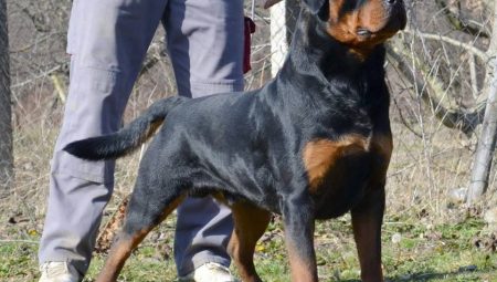 Rottweiler Köpek Eğitimi ve Uygulamalar