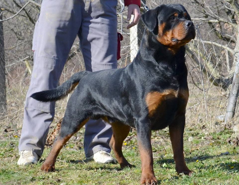 Rottweiler Köpek Eğitimi ve Uygulamalar