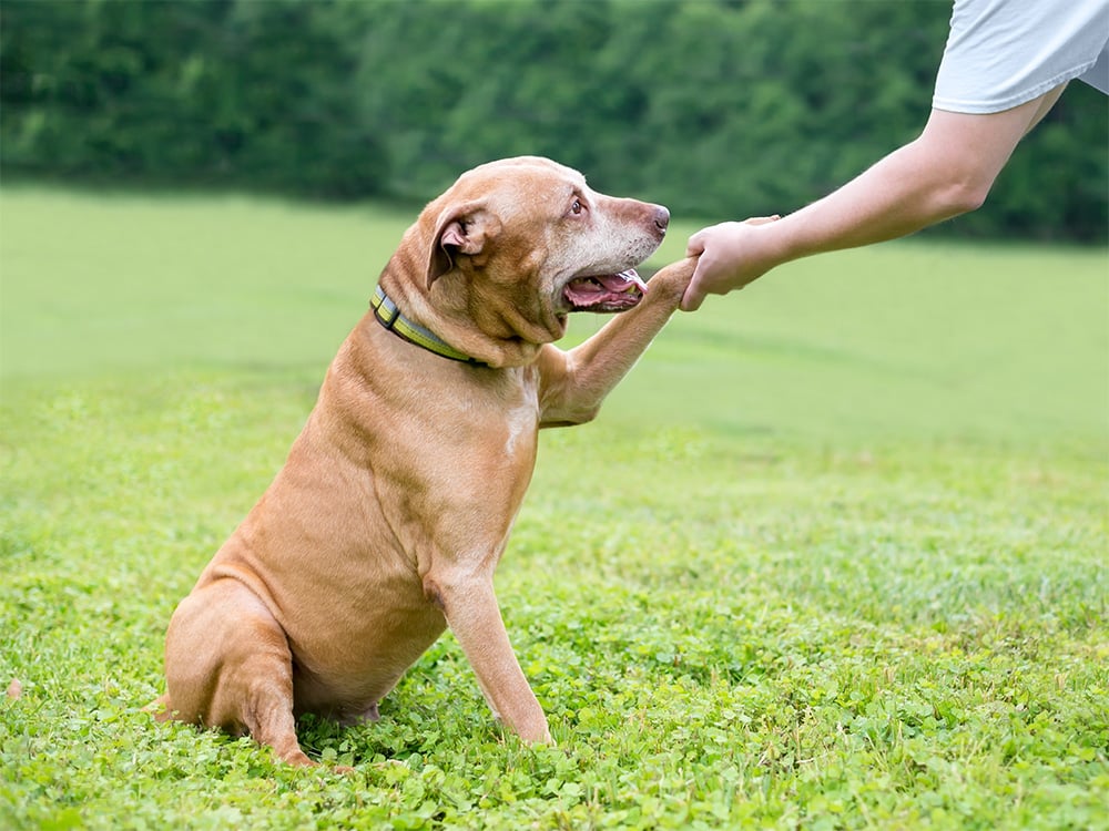 3 Yaşında Köpek Eğitimi